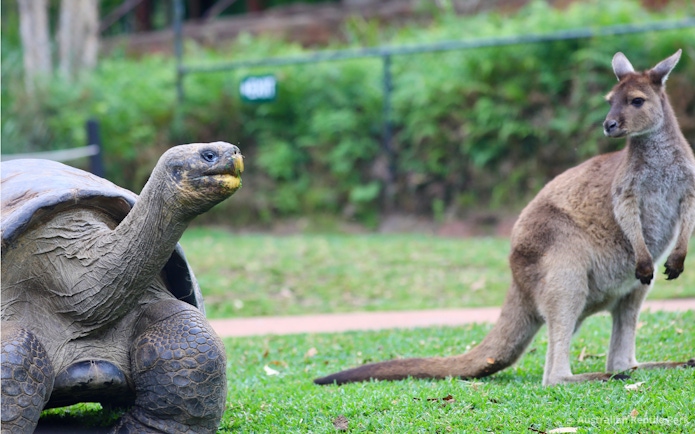 Tortoise and kangaroo at Australian Reptile Park.