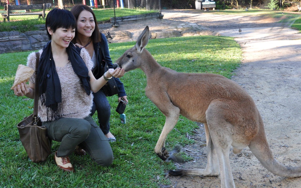 Visitors feeding a kangaroo at Australian Reptile Park.