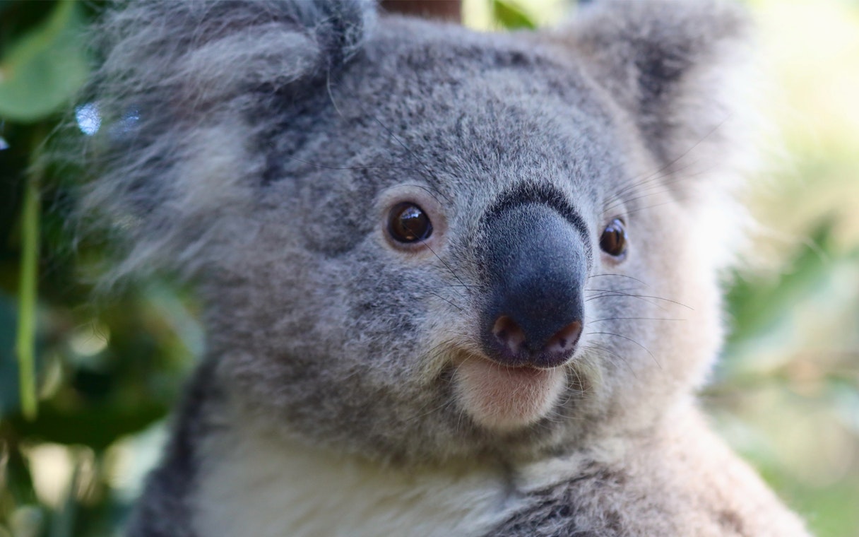 Koala at Australian Reptile Park, New South Wales.