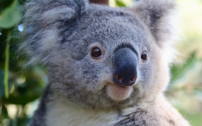 Koala at Australian Reptile Park, New South Wales.