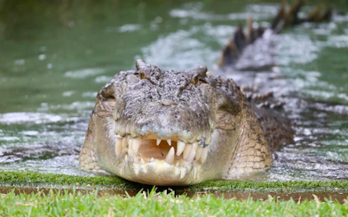 Crocodile emerging from water at Australian Reptile Park.