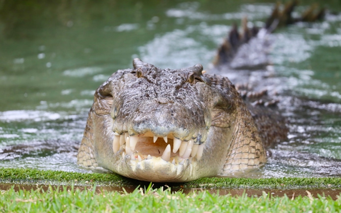 Crocodile emerging from water at Australian Reptile Park.