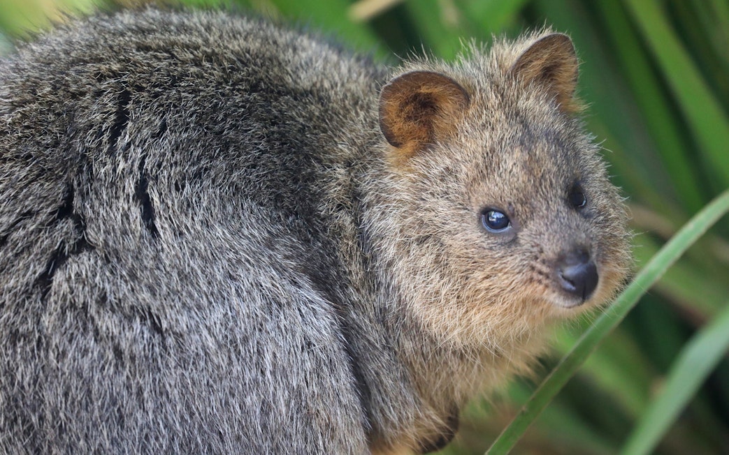 Quokka at Australian Reptile Park, New South Wales.