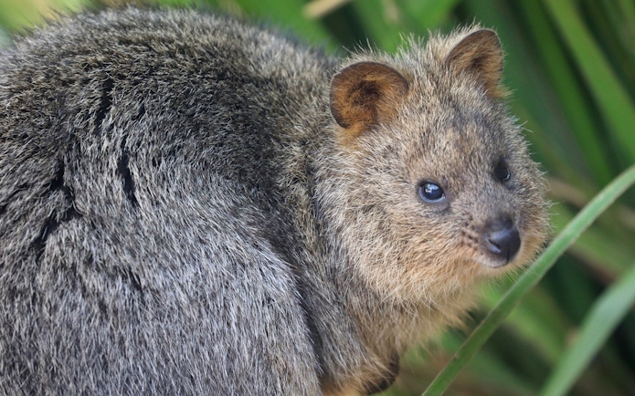 Quokka at Australian Reptile Park, New South Wales.