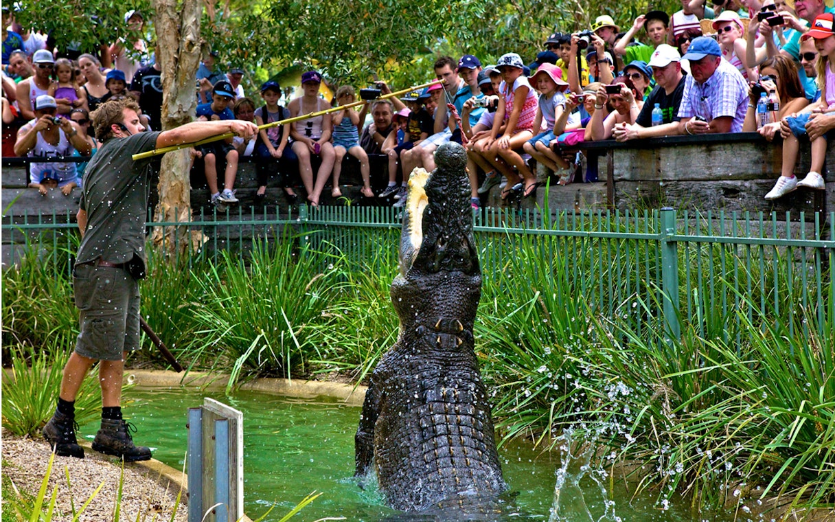 Crocodile feeding show at Australian Reptile Park with audience watching.