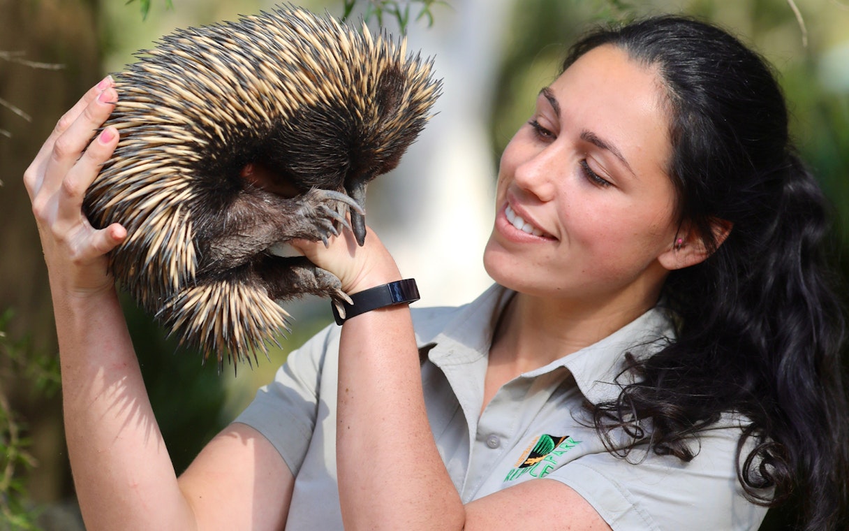 Echidna held by a staff member at Australian Reptile Park.