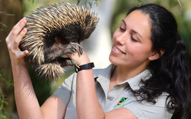 Echidna held by a staff member at Australian Reptile Park.