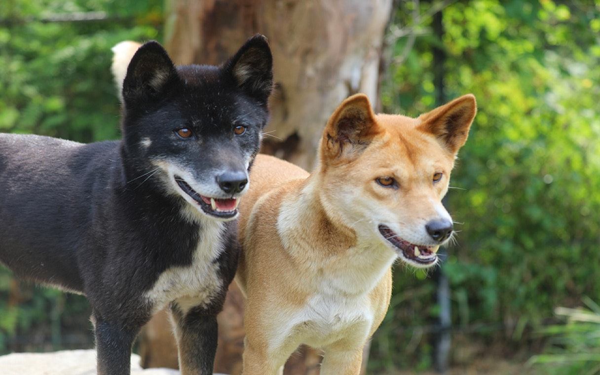 Dingoes at Australian Reptile Park, New South Wales.