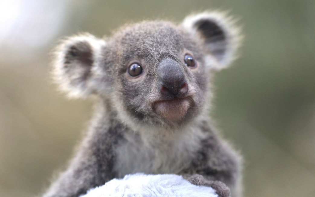 Young koala at Australian Reptile Park.