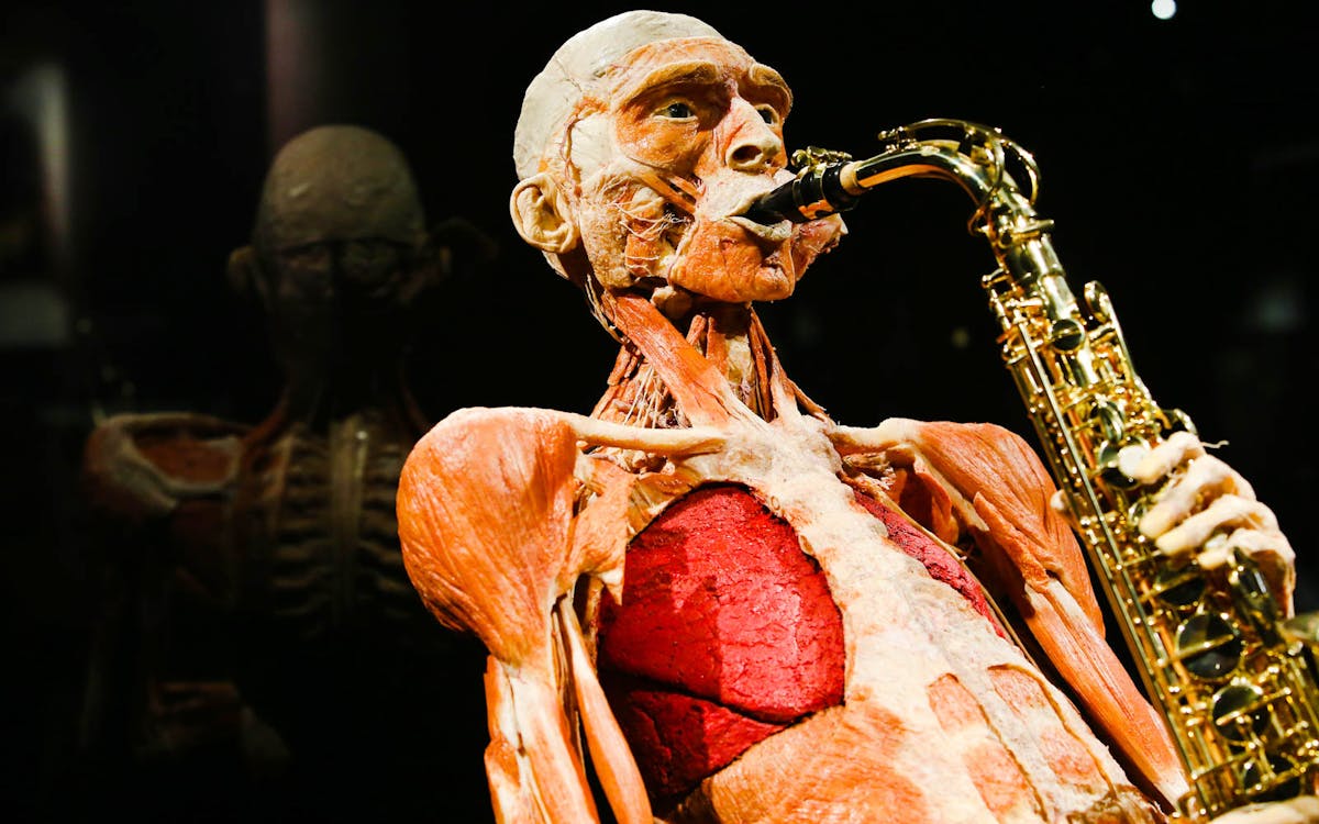 body worlds the happiness project + 24 hr hop on hop off bus-9 body worlds the happiness project + 24 hr hop on hop off bus-9