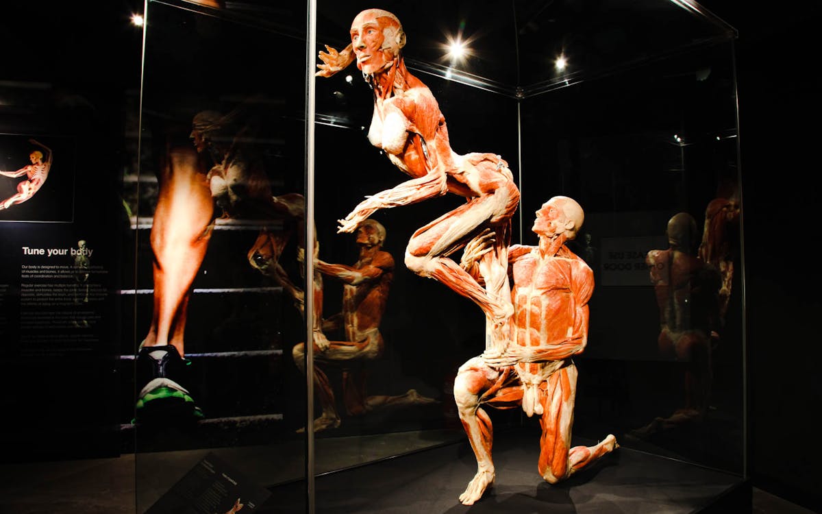 body worlds the happiness project + 24 hr hop on hop off bus-2 body worlds the happiness project + 24 hr hop on hop off bus-2