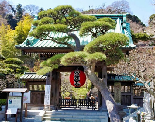 Kamakura temple gate with red lantern and pine trees on Kamakura & Enoshima Bay Bus Tour.
