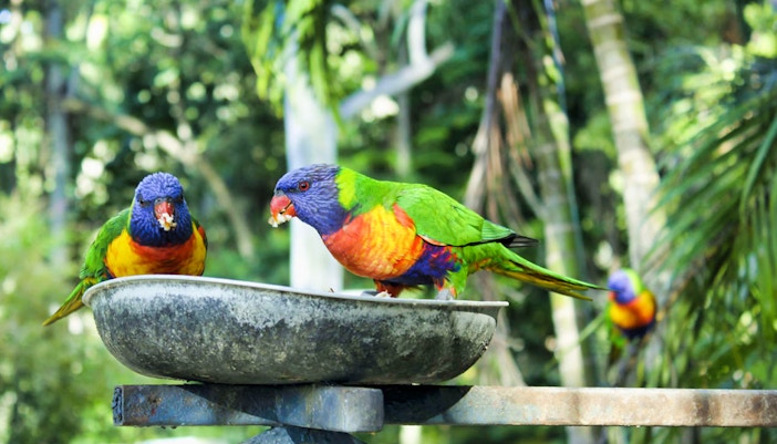 Colorful parrots perched on branches at Safari World Bangkok