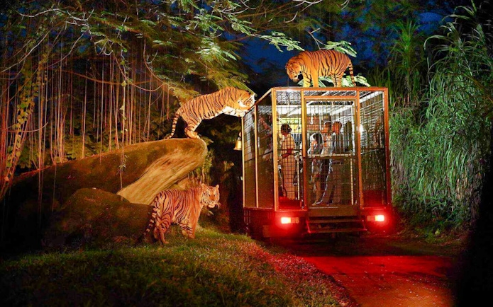 Tigers surrounding a safari vehicle at night in Bali Safari and Marine Park.