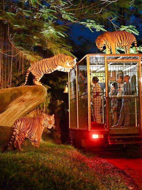 Tigers surrounding a safari vehicle at night in Bali Safari and Marine Park.