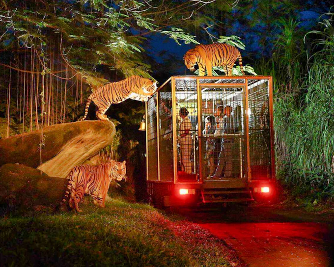Bali Night Safari Tickets