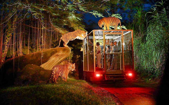 Tigers surrounding a safari vehicle at night in Bali Safari and Marine Park.