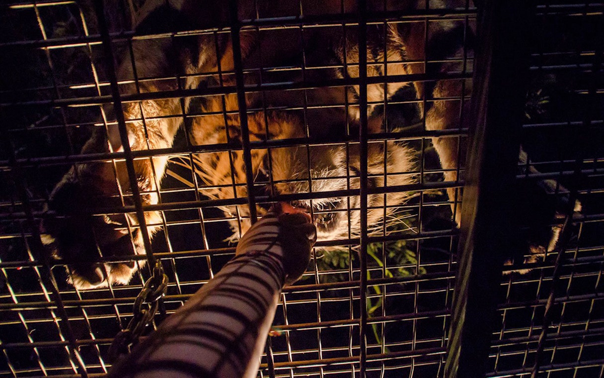 Tiger feeding through cage at Bali Safari and Marine Park night safari.