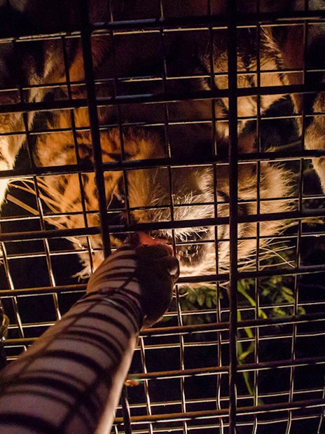 Tiger feeding through cage at Bali Safari and Marine Park night safari.