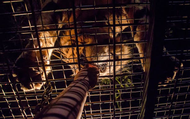 Tiger feeding through cage at Bali Safari and Marine Park night safari.