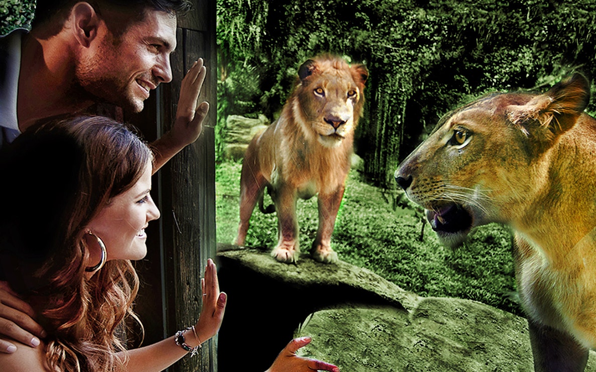 Visitors observing lions at Bali Zoo's Night at the Zoo experience.