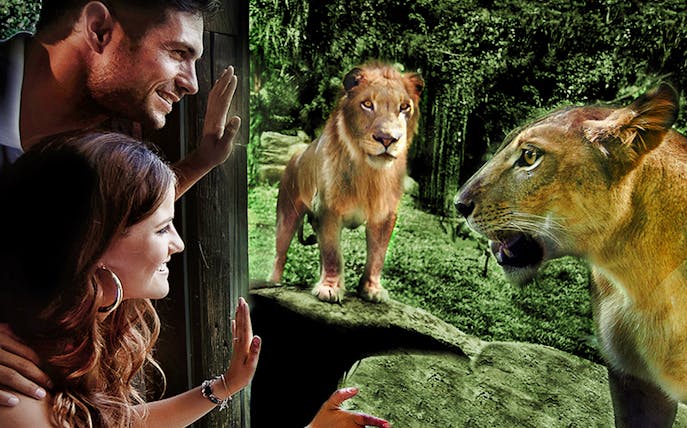 Visitors observing lions at Bali Zoo's Night at the Zoo experience.