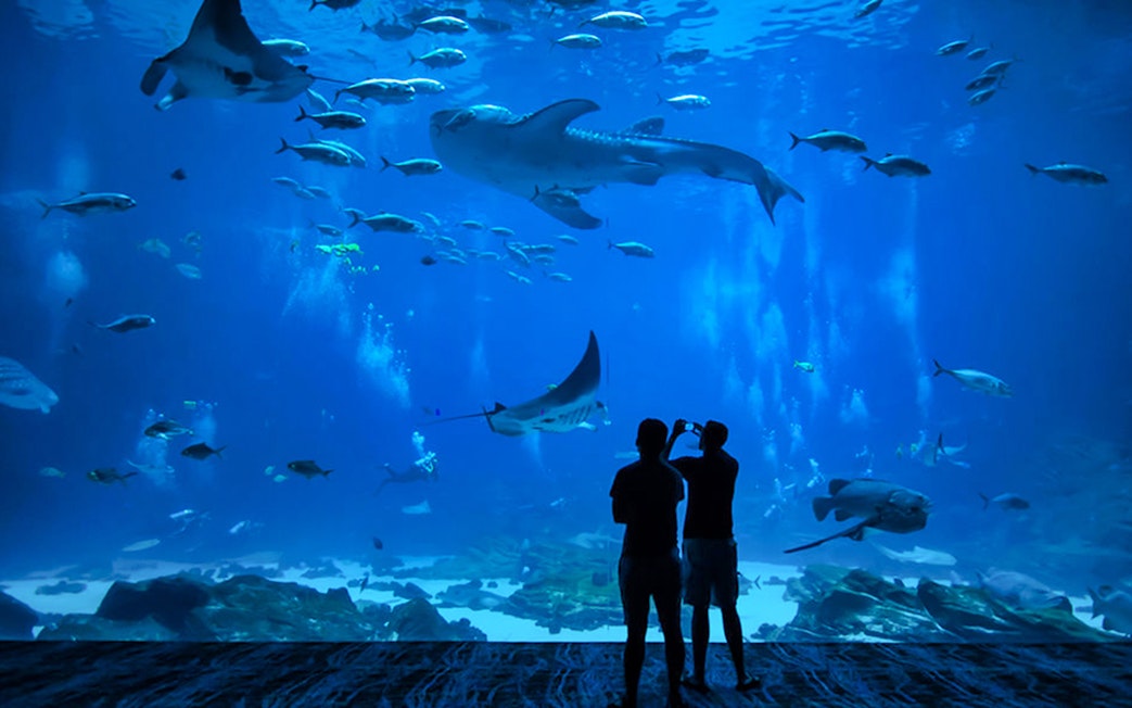 Visitors viewing marine life at Okinawa Churaumi Aquarium near Ryukyu Mura Village.