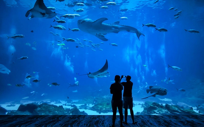 Visitors viewing marine life at Okinawa Churaumi Aquarium near Ryukyu Mura Village.