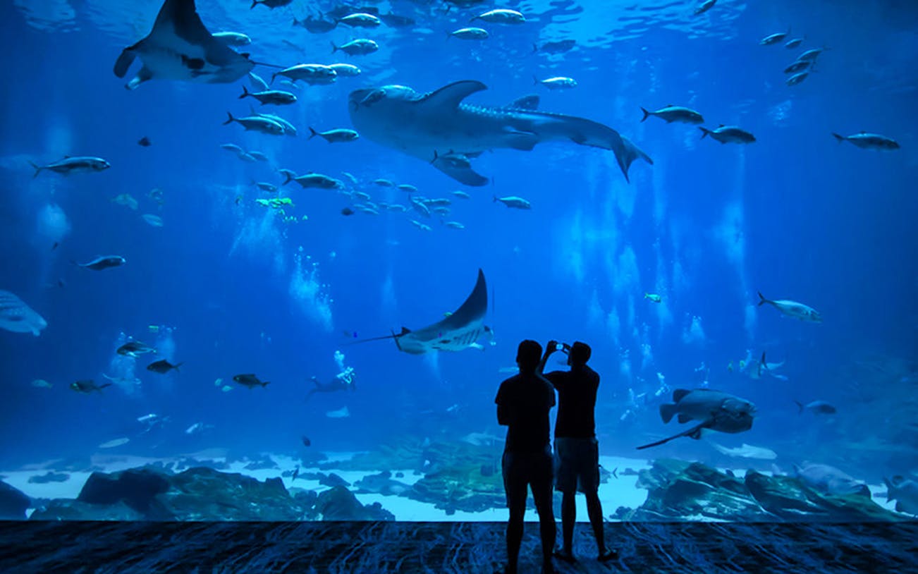 Visitors viewing marine life at Okinawa Churaumi Aquarium.
