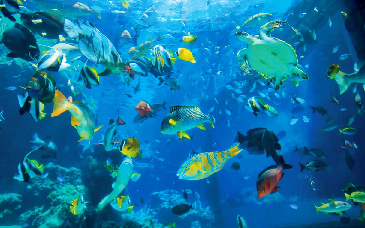 Colorful fish and a sea turtle swimming in a large tank at Okinawa Churaumi Aquarium.