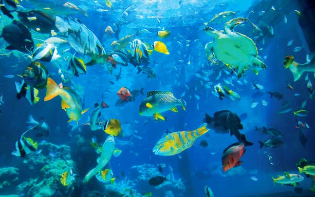 Colorful fish and a sea turtle swimming in a large tank at Okinawa Churaumi Aquarium.