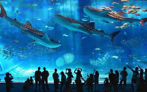 Visitors observing whale sharks at Okinawa Churaumi Aquarium.
