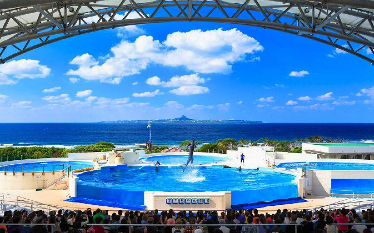 Dolphin show at Okinawa Churaumi Aquarium with ocean view in the background.