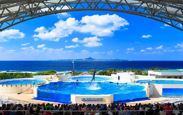 Dolphin show at Okinawa Churaumi Aquarium with ocean view in the background.