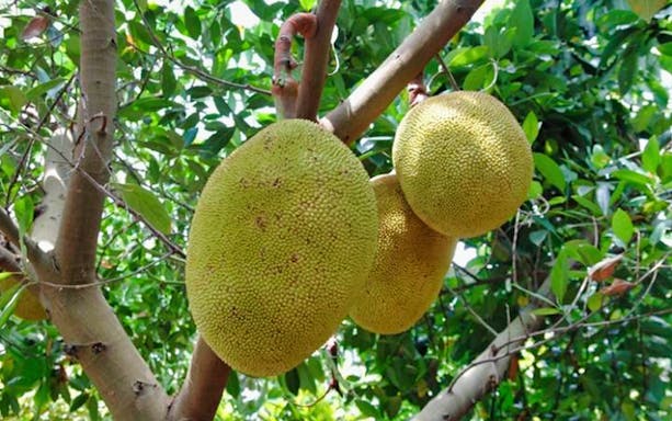 Jackfruit hanging on a tree at Okinawa Fruits Land.