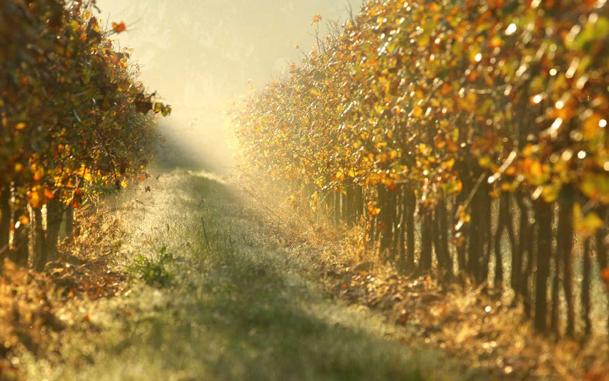 franciacorta wine tasting and shopping tour from milan-4 franciacorta wine tasting and shopping tour from milan-4