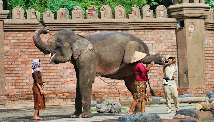 Elephant Safari