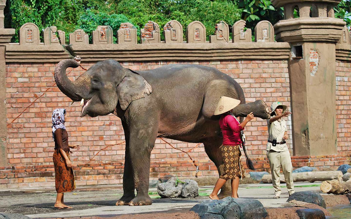 jungle hopper tickets: bali safari and marine park (foreign travelers)-2 jungle hopper tickets: bali safari and marine park (foreign travelers)-2