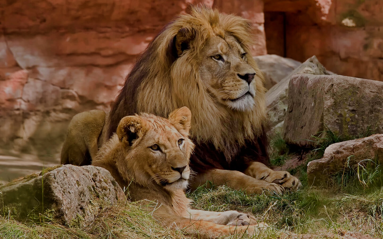 Lions