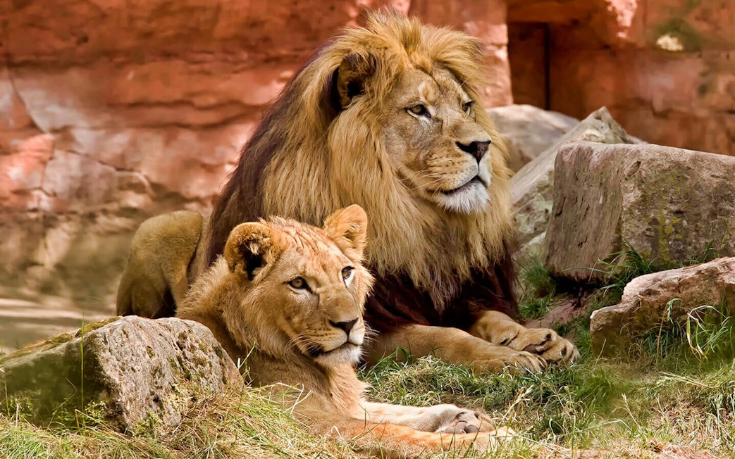 Lions resting on rocks at Bali Safari and Marine Park.