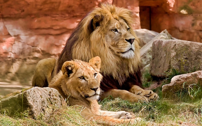 Lions resting on rocks at Bali Safari and Marine Park.