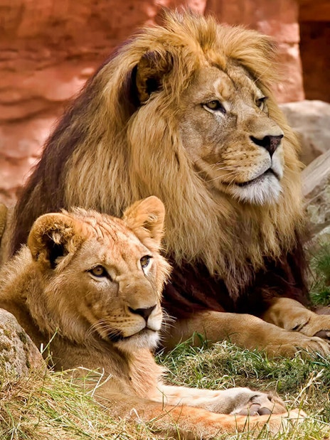 Lions resting on rocks at Bali Safari and Marine Park.