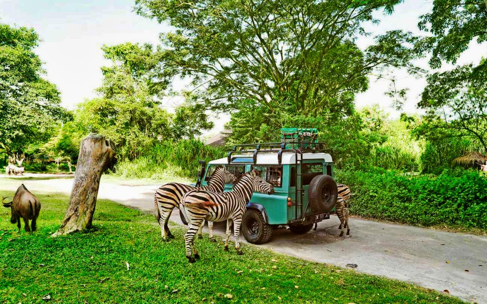 Zebras near a safari vehicle at Bali Safari and Marine Park.