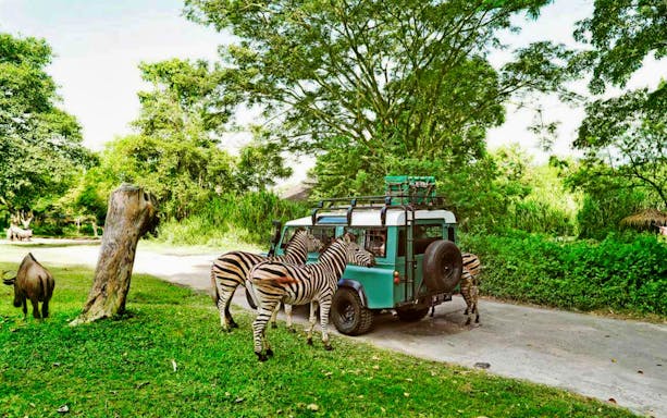 Zebras near a safari vehicle at Bali Safari and Marine Park.