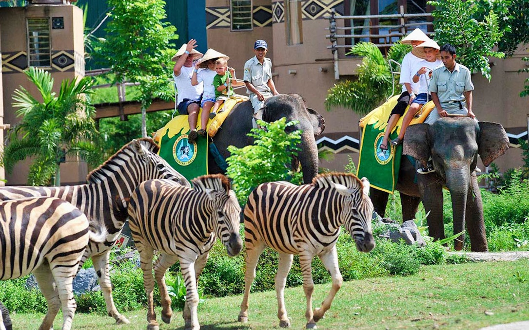 Elephant ride with zebras at Bali Safari and Marine Park.
