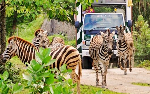 Zebras walking near a safari vehicle at Bali Safari and Marine Park.