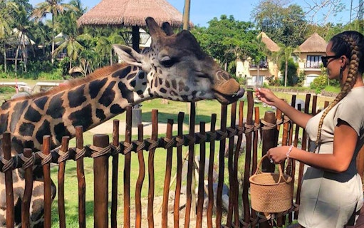 Giraffe being fed by visitor at Bali Safari and Marine Park.