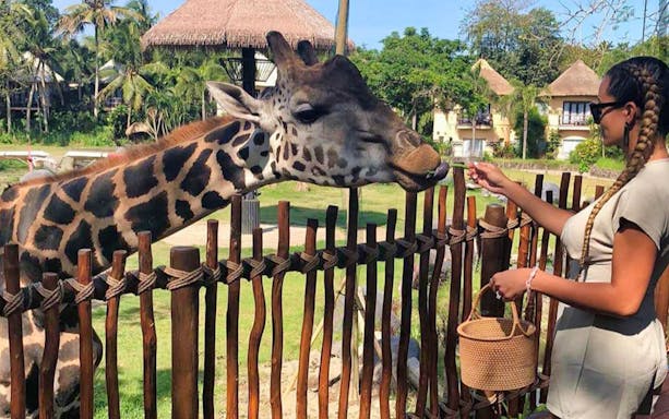 Giraffe being fed by visitor at Bali Safari and Marine Park.