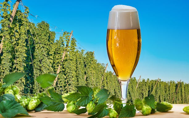 Beer glass with hops and hop field in Prague, related to brewery tour and tasting.