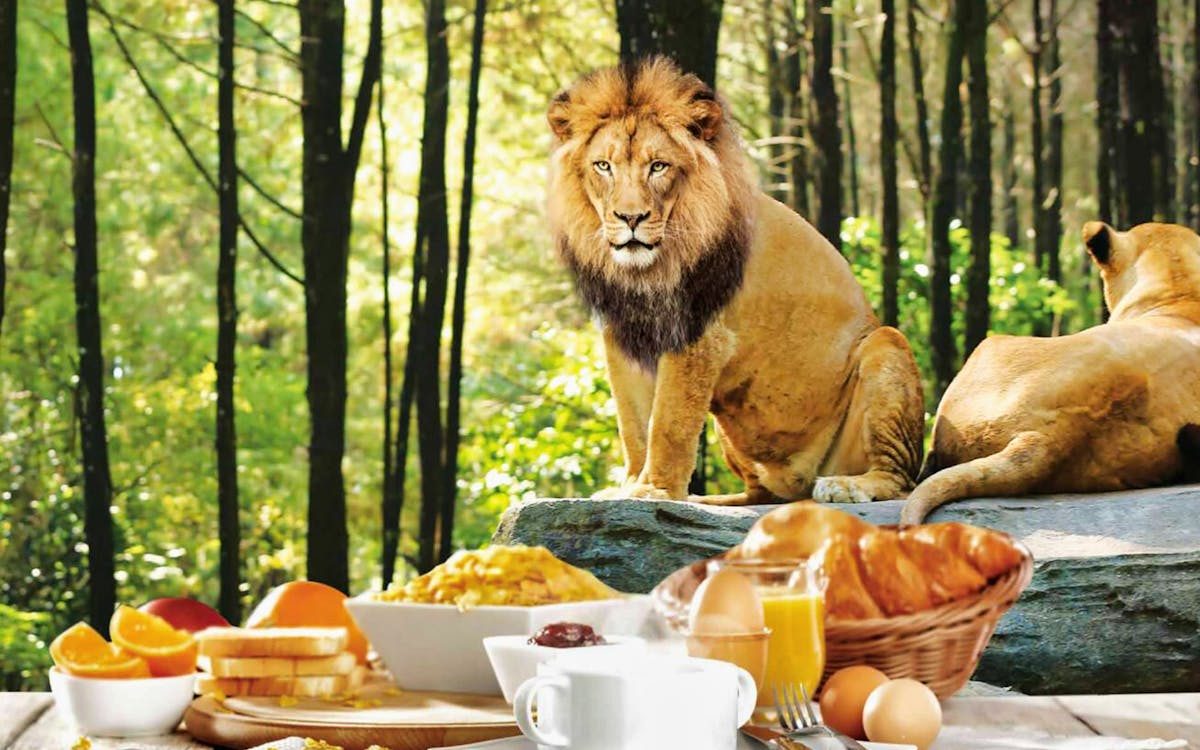 breakfast with lions: bali safari and marine park-3 breakfast with lions: bali safari and marine park-3